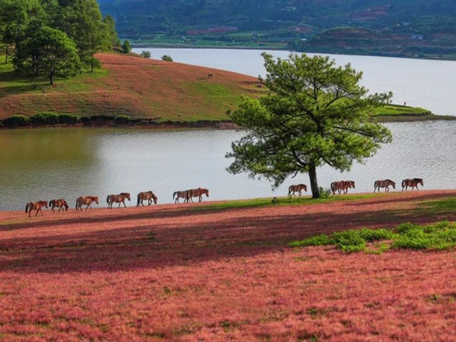 DA LAT